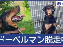 もし遭遇したら？　体重50kgのドーベルマン脱走　飼い主「逃げた経験が」