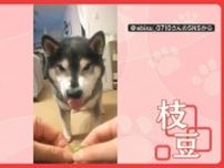 「枝豆どこ行ったワン」“飛び出す枝豆”飛んでいないのに探し回るワンちゃん…なぜ？