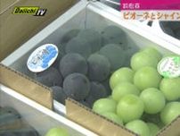 糖度増したピオーネとシャインマスカット出荷始まる　「夏は冷やしてよりおいしく」（浜松市浜名区）