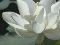 お盆を前に　ハスの花出荷始まる　山口県岩国市