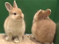 ウサギやハリネズミと触れ合える　宮交シティで「めちゃカワ動物とフワフワパーク」
