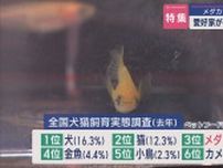 【特集】愛好家がハマる「メダカ」の世界 ひそかなブームの理由は〝改良メダカ〟!?【新潟】