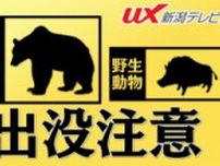 燕市の住宅街「やぶの方に隠れていった」親子とみられるイノシシ2頭の目撃が2件【新潟】