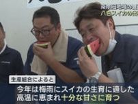 夏の味覚「八色スイカ」出荷はじまる、生育に適した高温に恵まれ“甘さ十分”【新潟･南魚沼市】