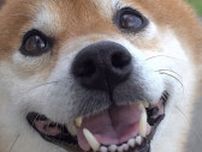 家のエアコンが故障!?涼しさを求める柴犬・はちくん、お昼寝はひんやりした寝室へ
