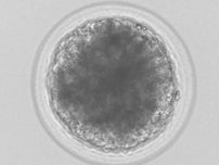 30年前に液体窒素で凍らせた受精卵から子馬誕生　卒論の学生ら「世界的にも稀」な研究成果　母子とも健康