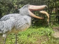 ハシビロコウの決定的瞬間！　コイをパクッと丸呑みする写真が話題に　「実はカメラ目線じゃありません」