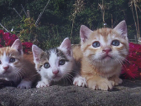 ねこ、猫、ネコ…「ねこづくし」の写真展 忍野村で開催中 岩合光昭さんが撮影 山梨