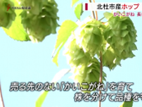 男性が長年守ったオリジナルホップ　収穫始まる