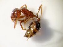 伏木富山港の物流ターミナルでヒアリ１０００匹以上発見、本州・日本海側では初確認