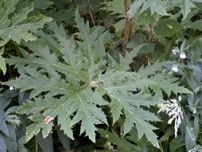 北海道大キャンパスで危険な外来植物発見、皮膚痛める液体を分泌…札幌市白石区でも類似植物