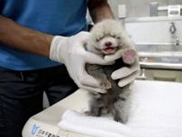 レッサーパンダの赤ちゃん誕生、白やグレーの体毛でモフモフ…秋頃に一般公開予定