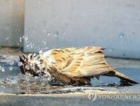 ８月７日まで猛暑か　あすのソウル最高気温は３７度の予想