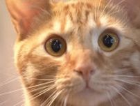 【特集】人も、猫も、幸せに…保護猫活動に広がる新たな形「飼えないけど助けたい」を叶える“飼わずに支援”の選択肢