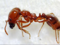 【速報】神戸港でアカカミアリ確認　要緊急対処特定外来生物に指定　刺されると腫れ・じんましんなどの恐れ